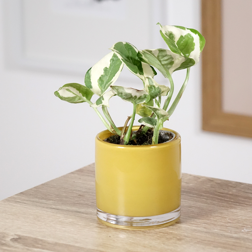 Epipremnum aureum N'JOY - Golden Pothos Enjoy