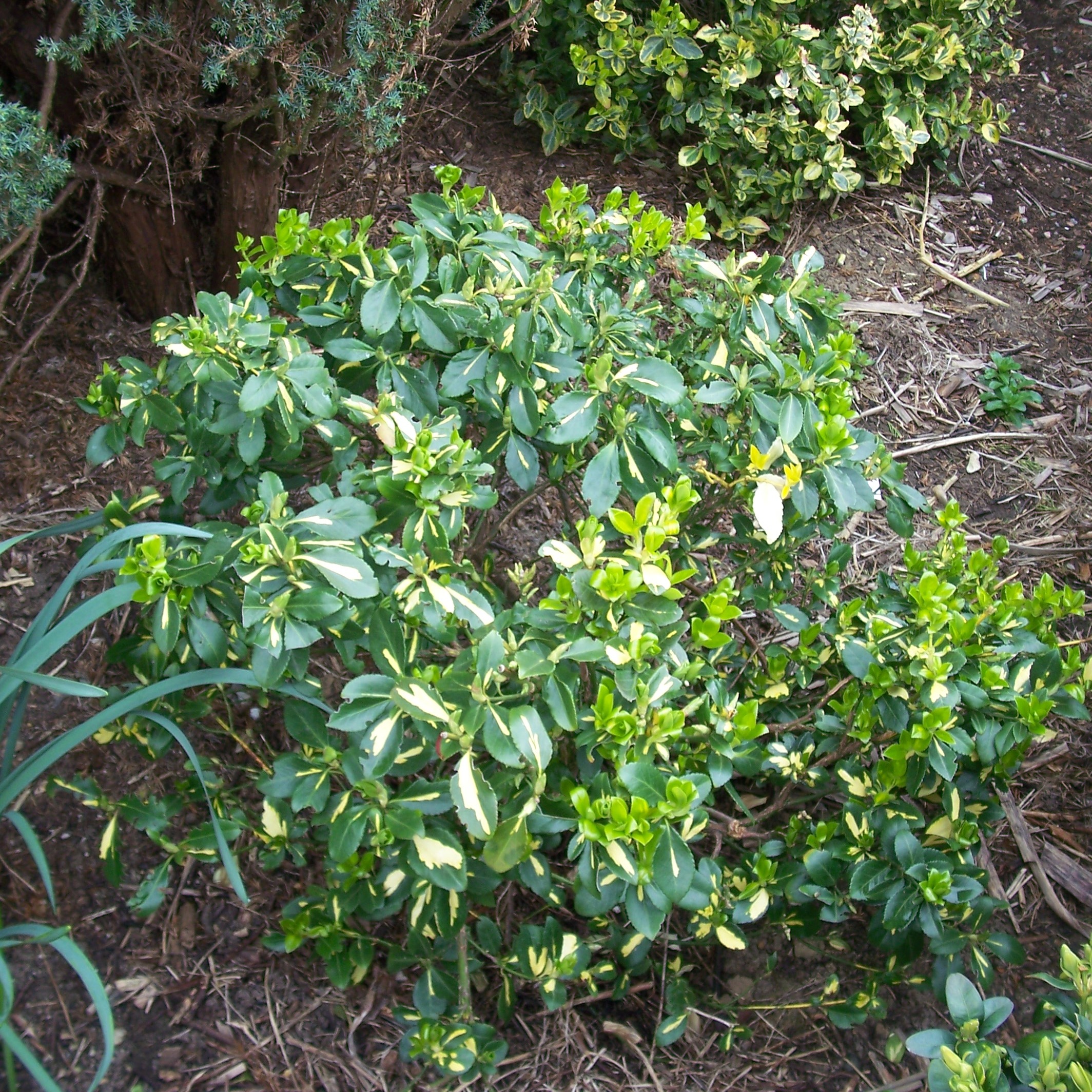 hardy ginger plants Hedychium coccineum Slims Orange