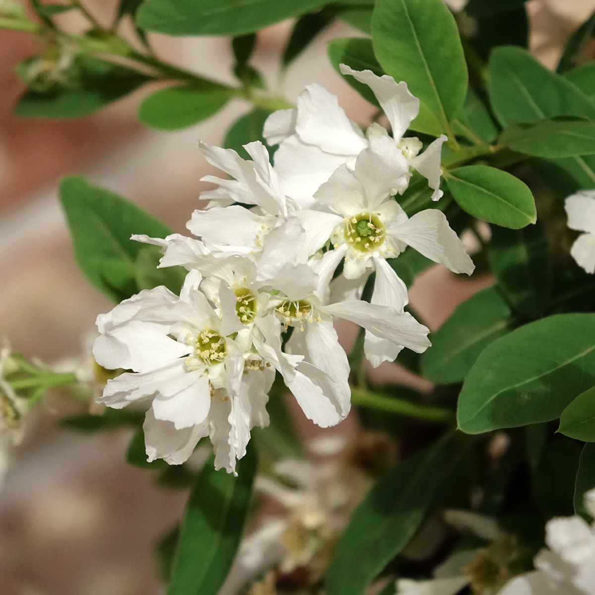 flowering basil plant Thai Basil