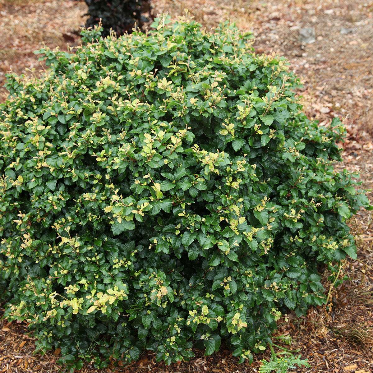 Fagus sylvatica Asterix
