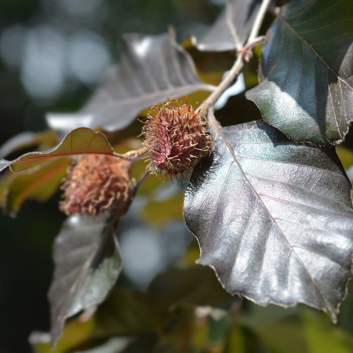 hedera helix pflege zimmerpflanze Zimmerefeu kaufen | Hedera Helix Wonder