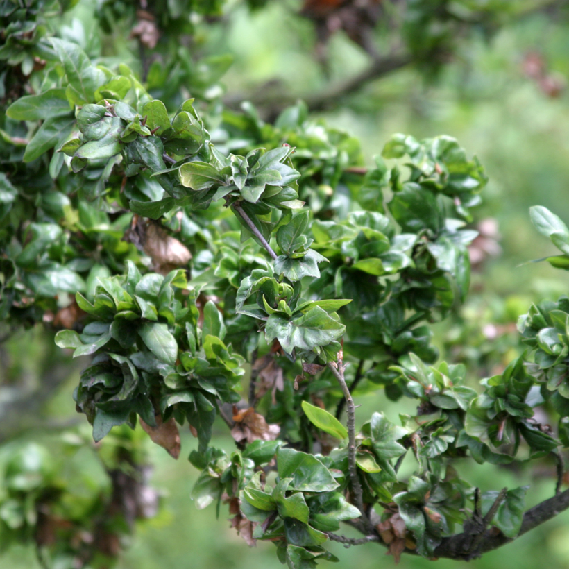 hedera rezensionen Hedera helix 'Wonder'
