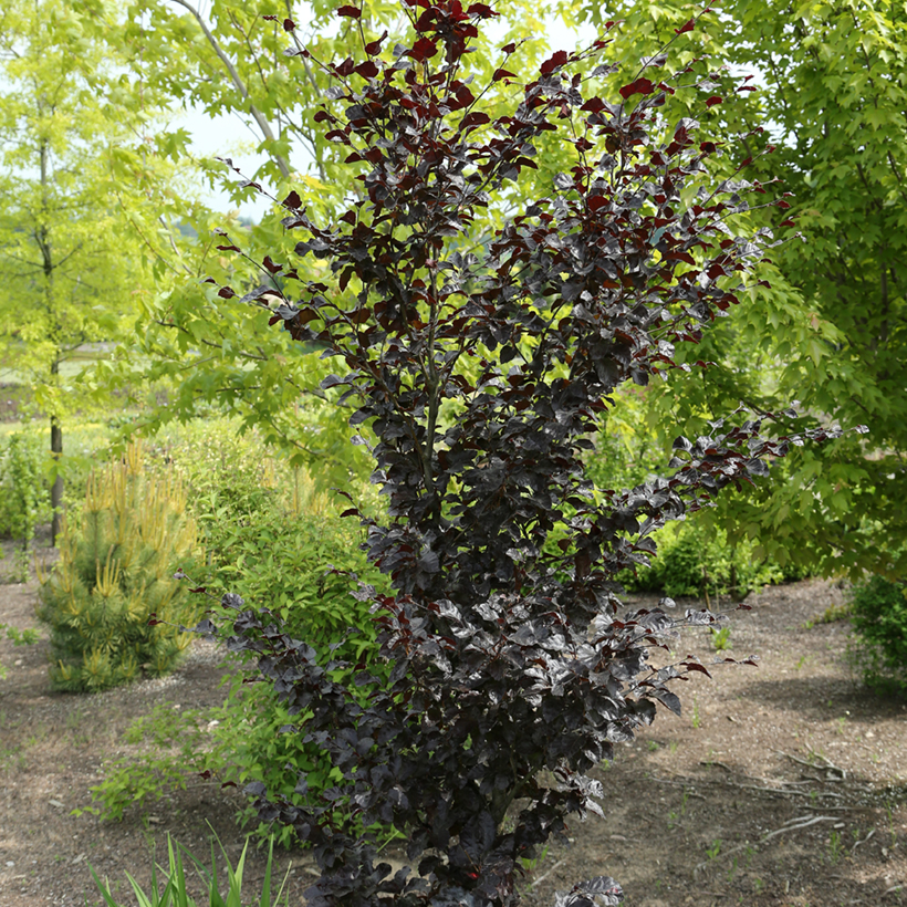 glücksfeder wasserbedarf Glücksfeder - Zamioculcas Ø:14 H:50 cm - Pflanzen sicher zu dir nach Hause main image 0
