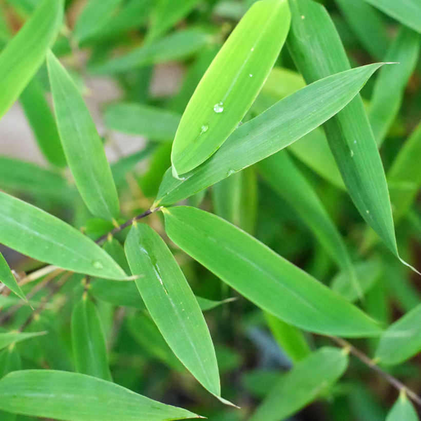 Fargesia murielae Violet Woods - Non-running bamboo
