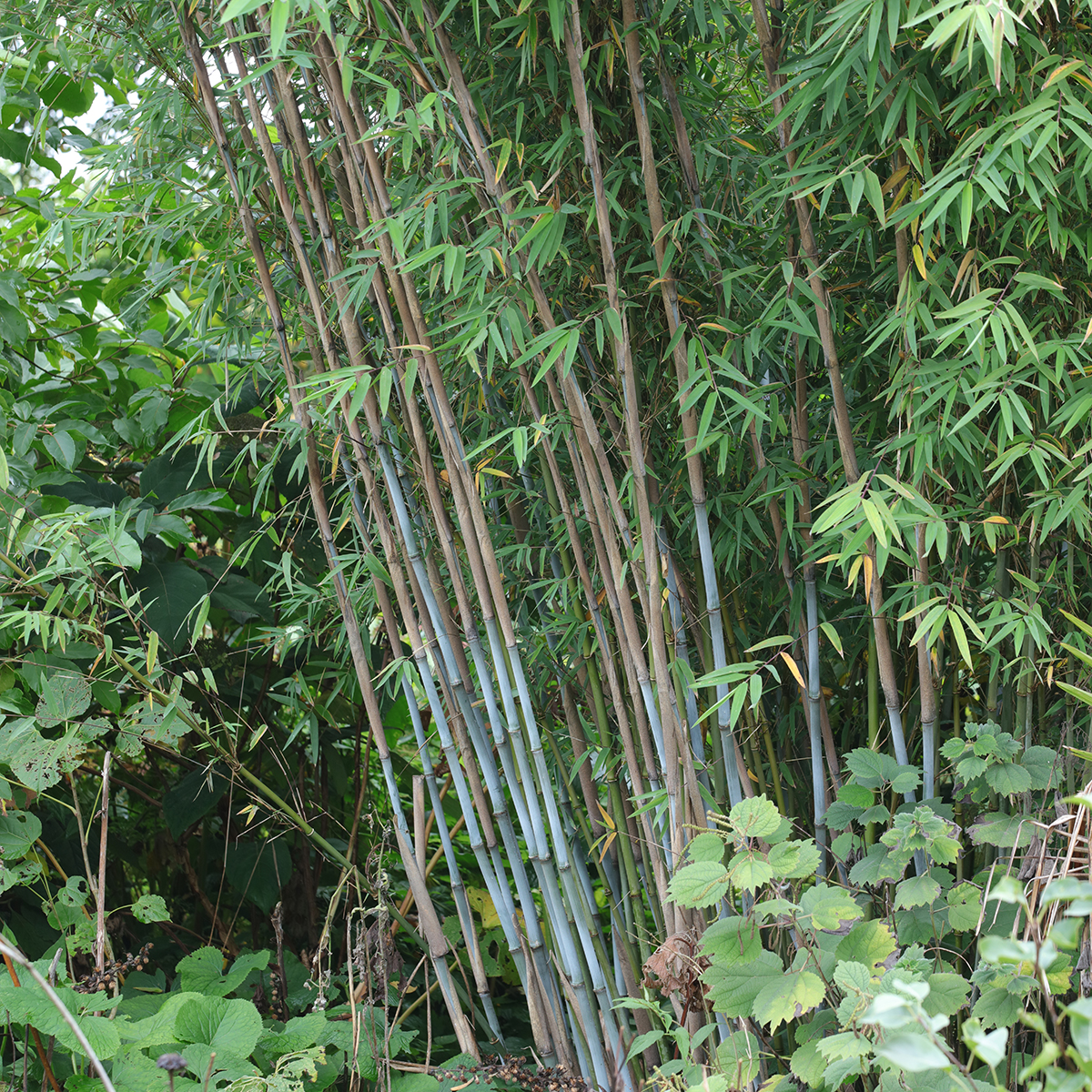 fargesia japonica 100 Seeds Umbrella Bamboo (Fargesia Robusta) – Bamboo Seeds main image 1