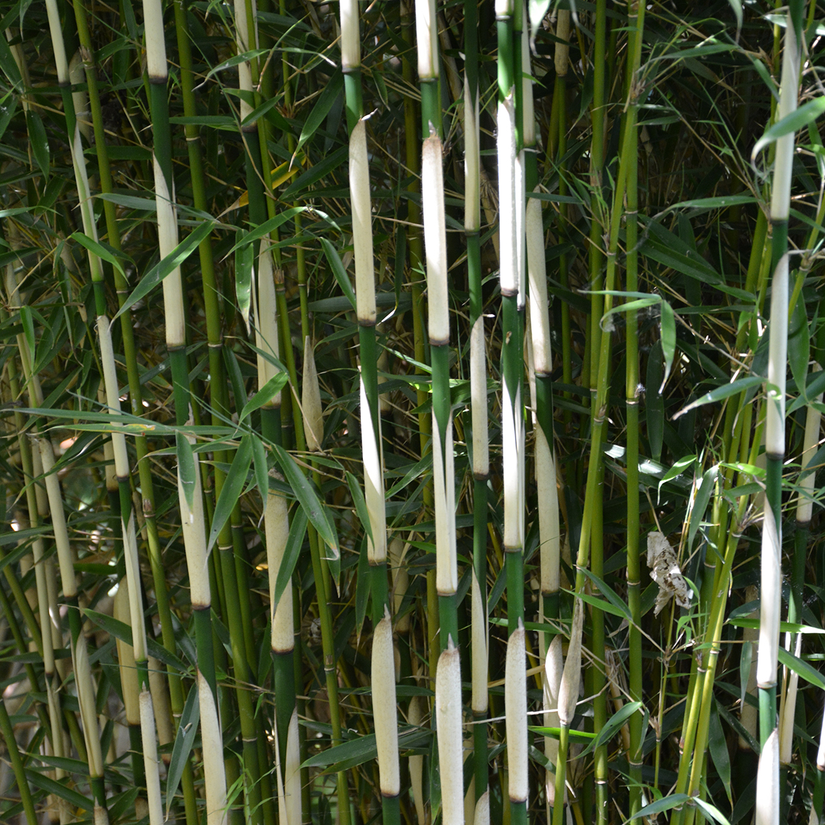 fargesia great wall Fargesia nitida 'Great Wall' – Majestic Trees