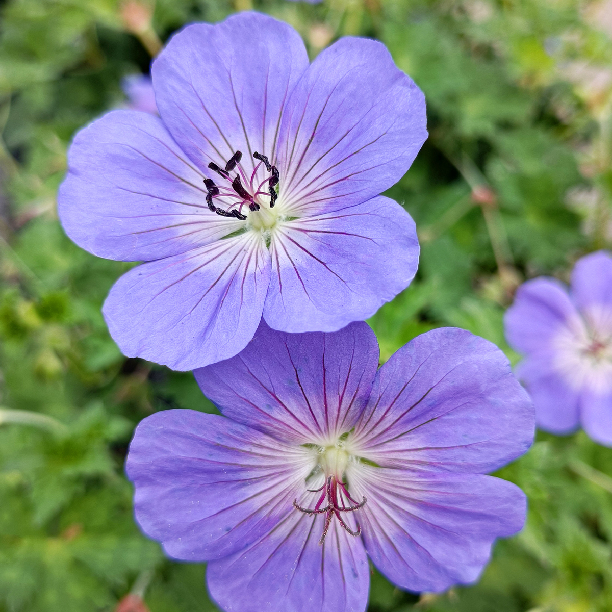 Perennial Geranium Rozanne produces a stunning display of blue flowers with white centres throughout summer