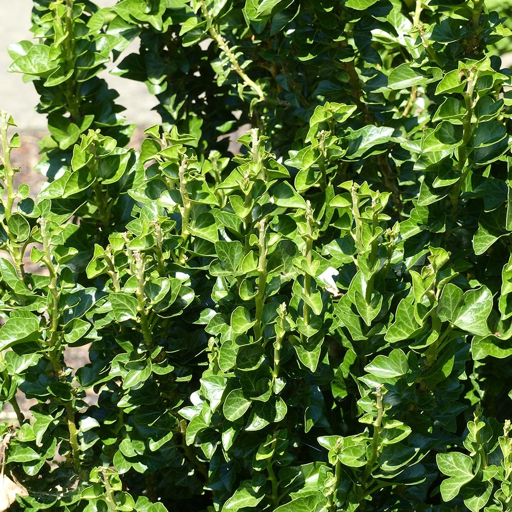 kirschlorbeer rotundifolia erfahrungen Prunus laurocerasus 'Rotundifolia'