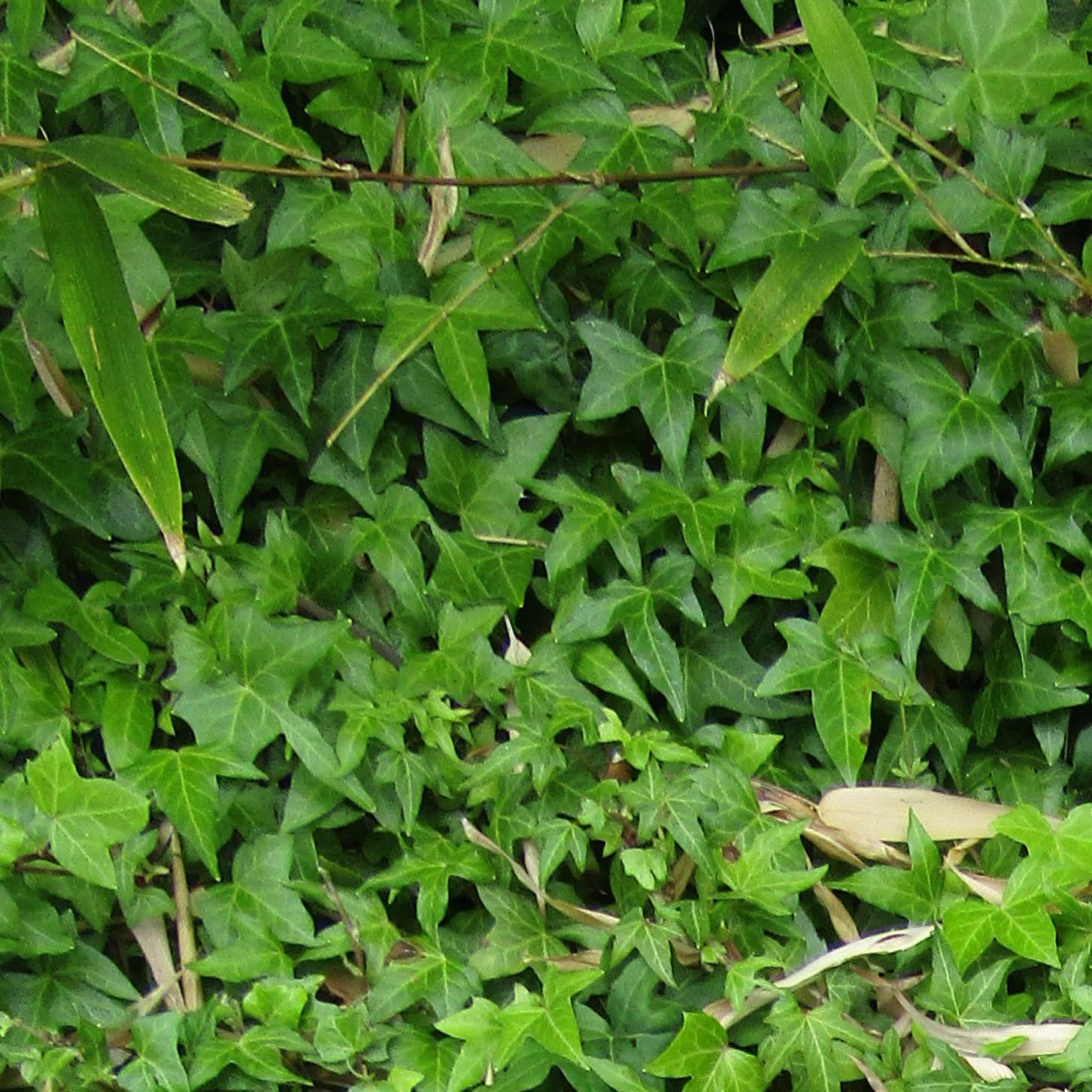 Hedera helix Needlepoint - Common Ivy