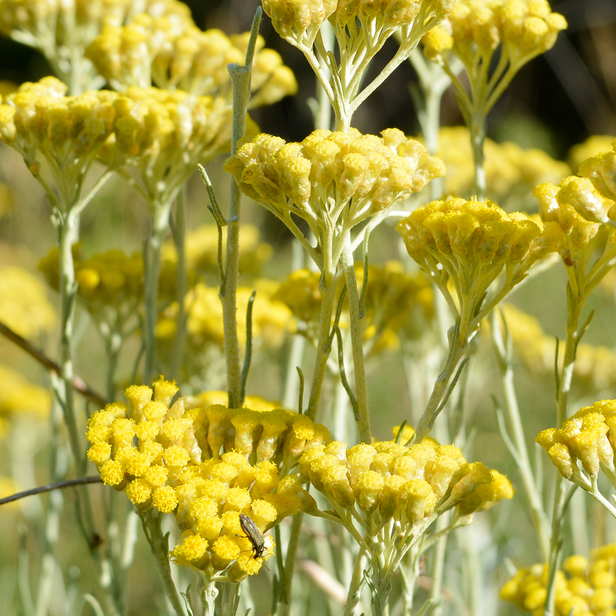 Helichrysum italicum Aromatic with a curry like fragrance