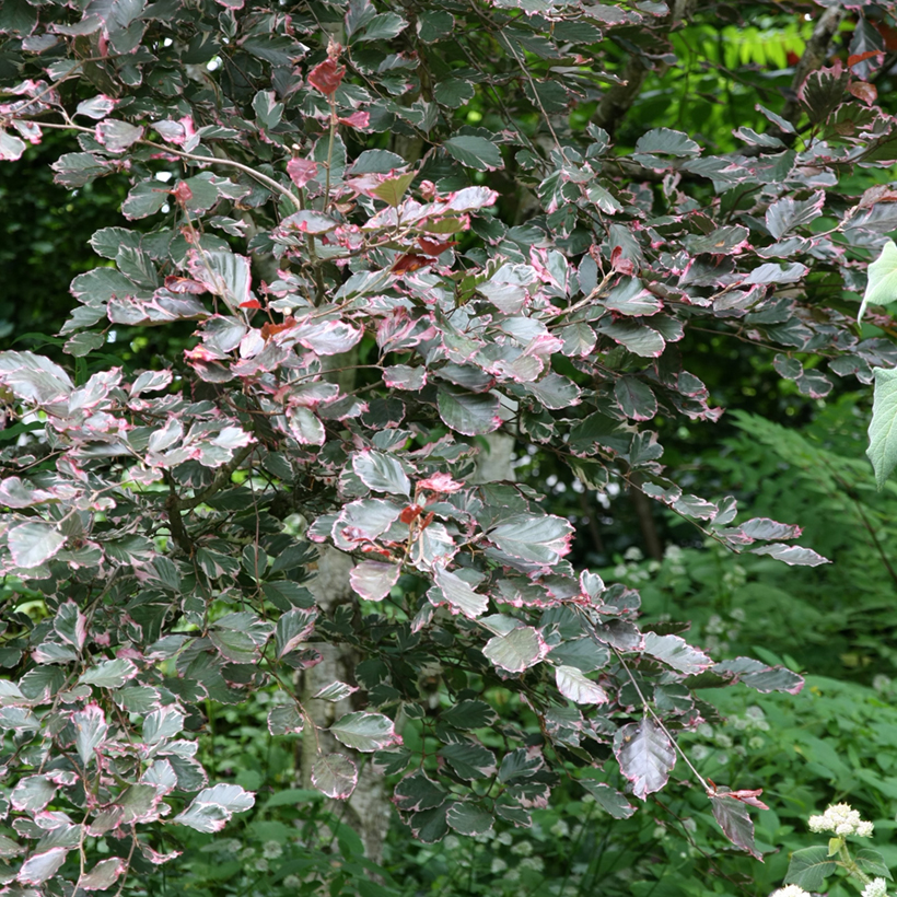 glanzmispel red robin kugelbaum Photinia fraseri 'Red Robin' Mehrstmmig / Strauch