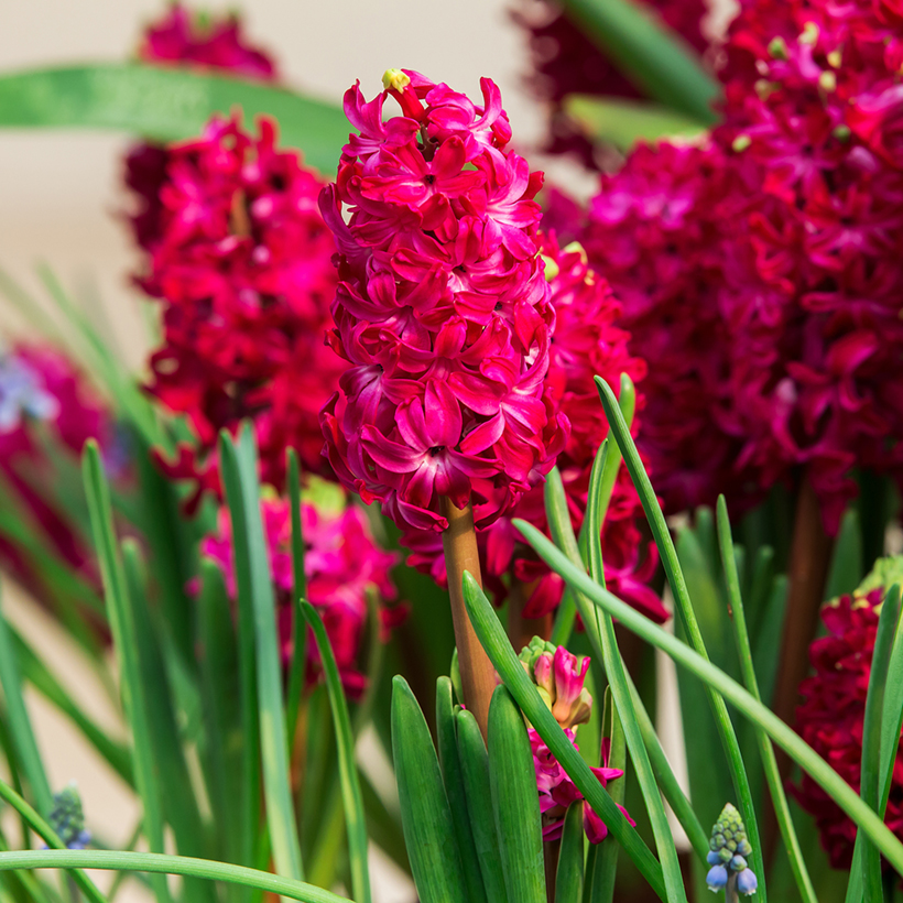 Red hyacinth hotsell