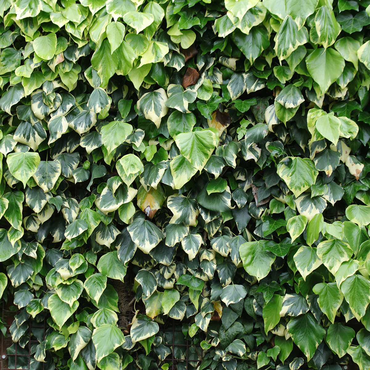 hedera helix plant Hedera helix White Wonder - English Ivy - Hanging Plants | Hortology main image 0