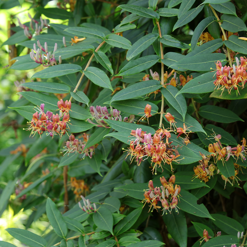 Lonicera henryi