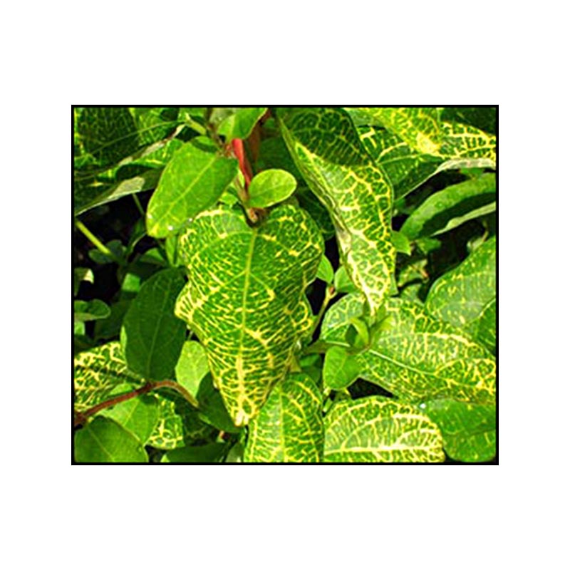 natural bug deterrent for plants All Natural Bug Spray I Skeeter Beater