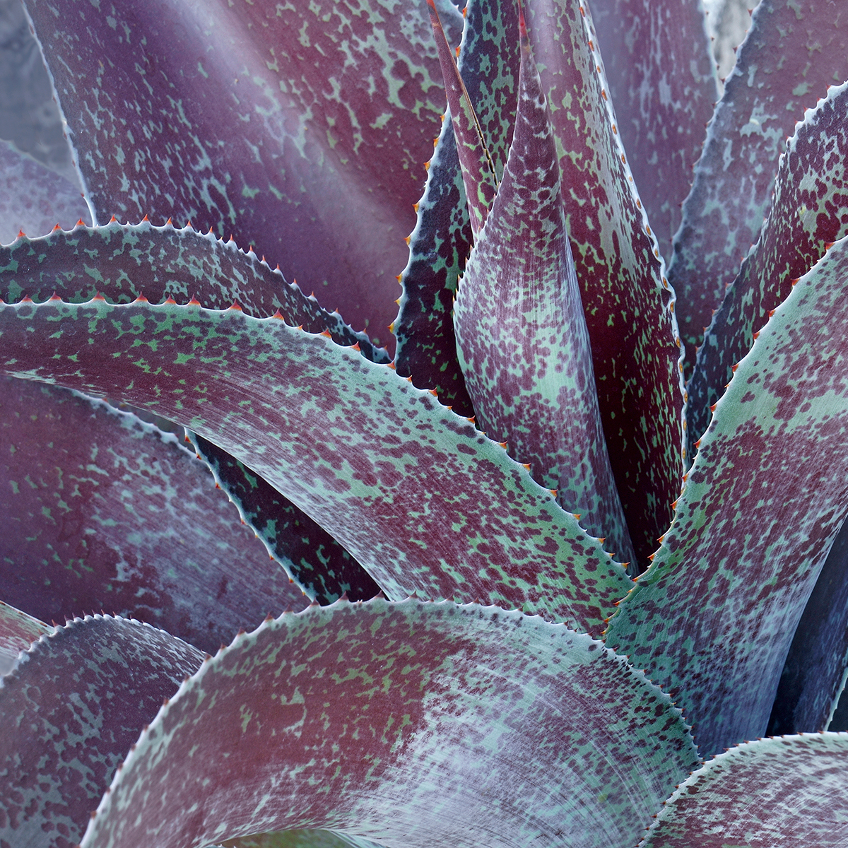 bogenhanf zu lang Bogenhanf kaufen | Sansevieria zeylanica