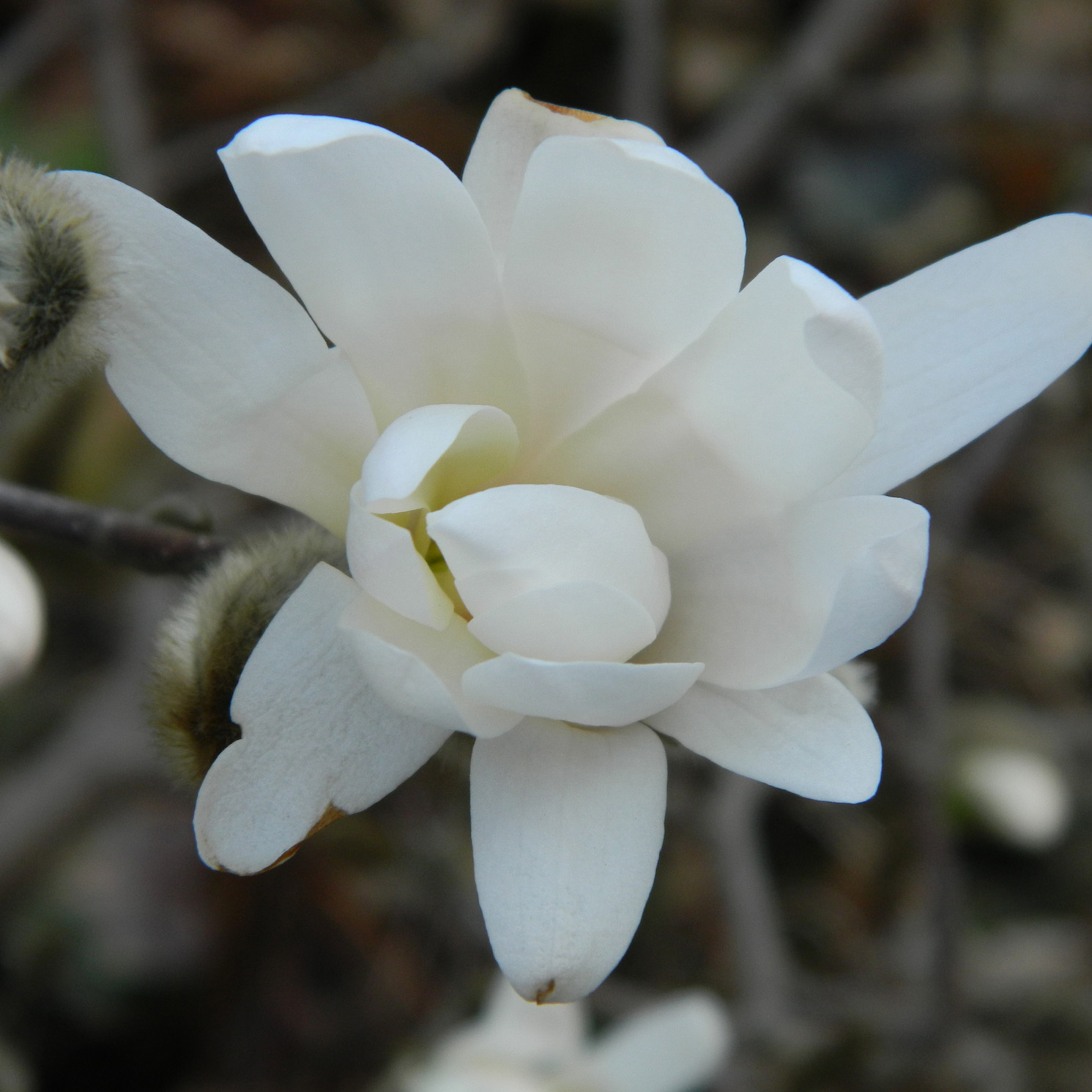 hebe young nude onion Magnolia denudata Double Diamond - Yulan Magnolia with pure white flowers