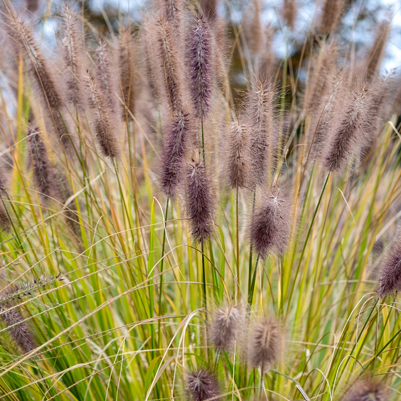 Pennisetum alopecuroides Black Beauty Chinese Fountain Grass 8 9 cm pot
