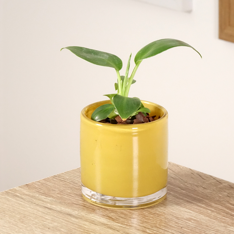 zebra plant aphelandra squarrosa Buy Zebra Plant Online - Aphelandra squarrosa
