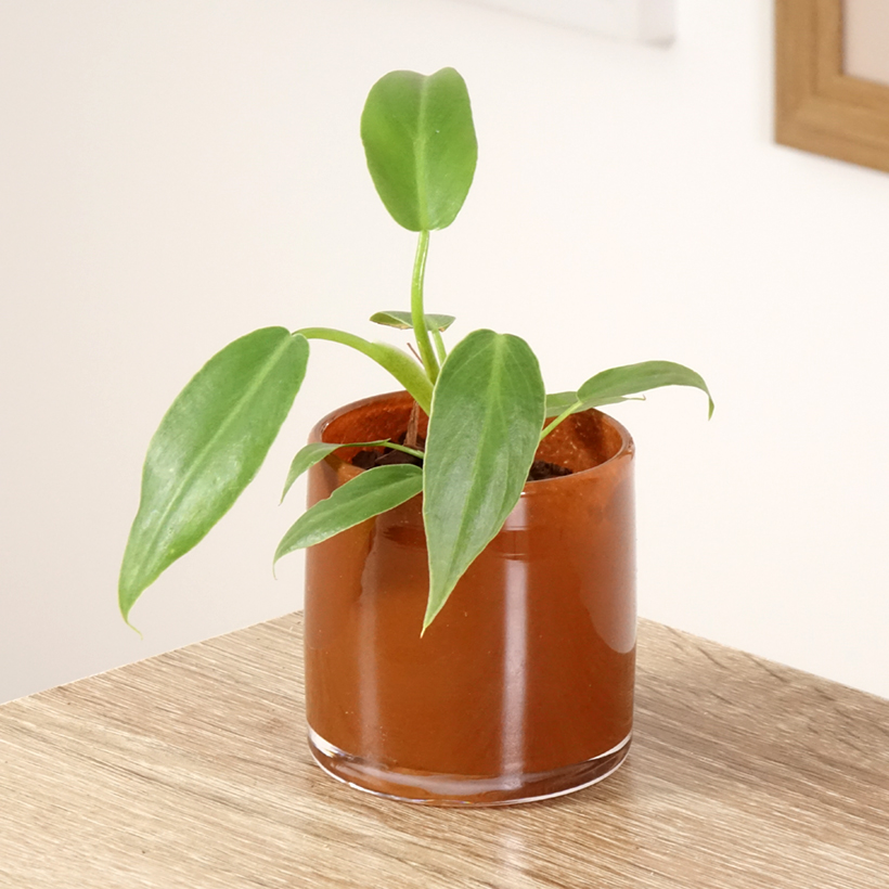 Philodendron radiatum
