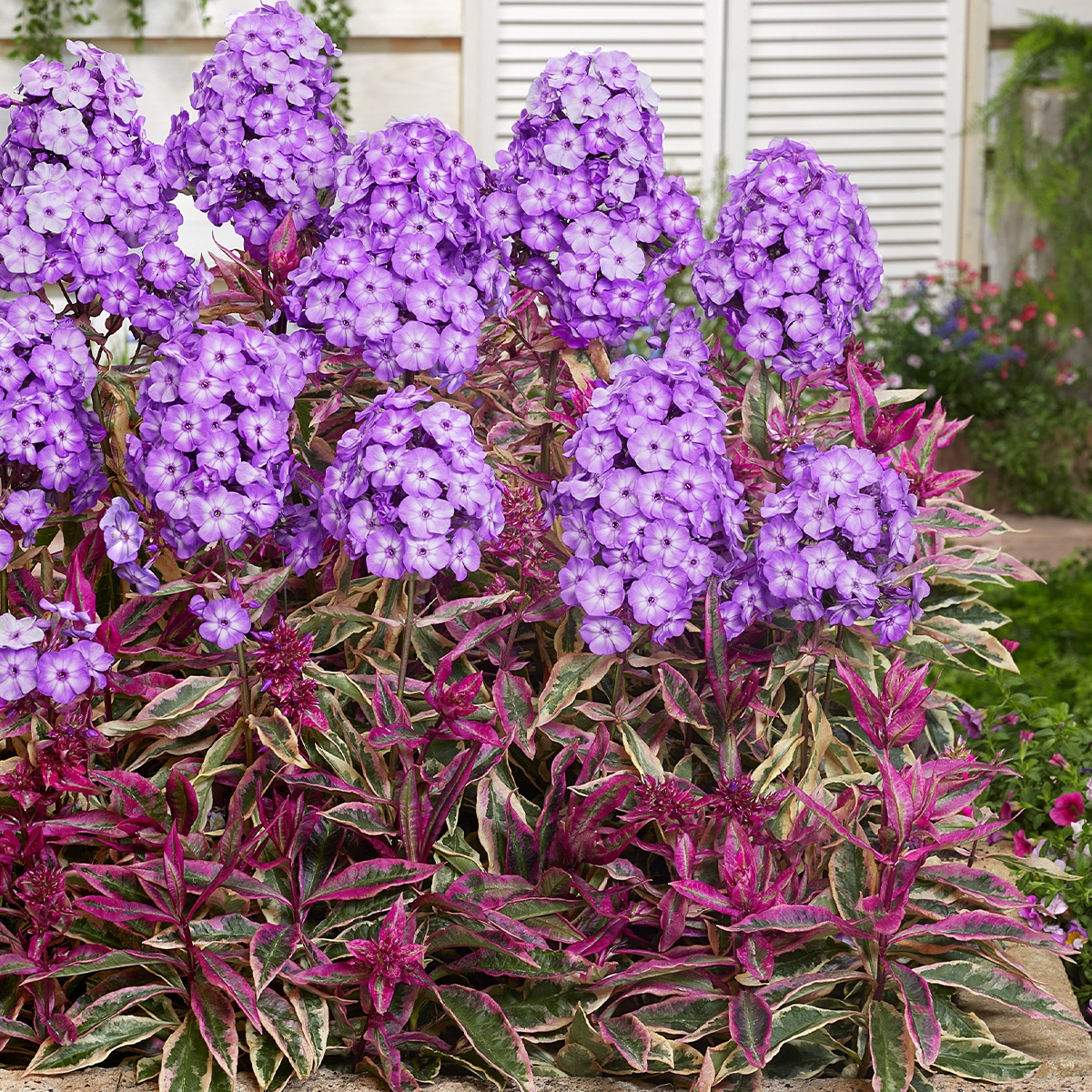Phlox, Summer - Olympus