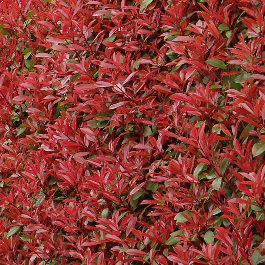 Photinia x fraseri 'Carr Rouge'