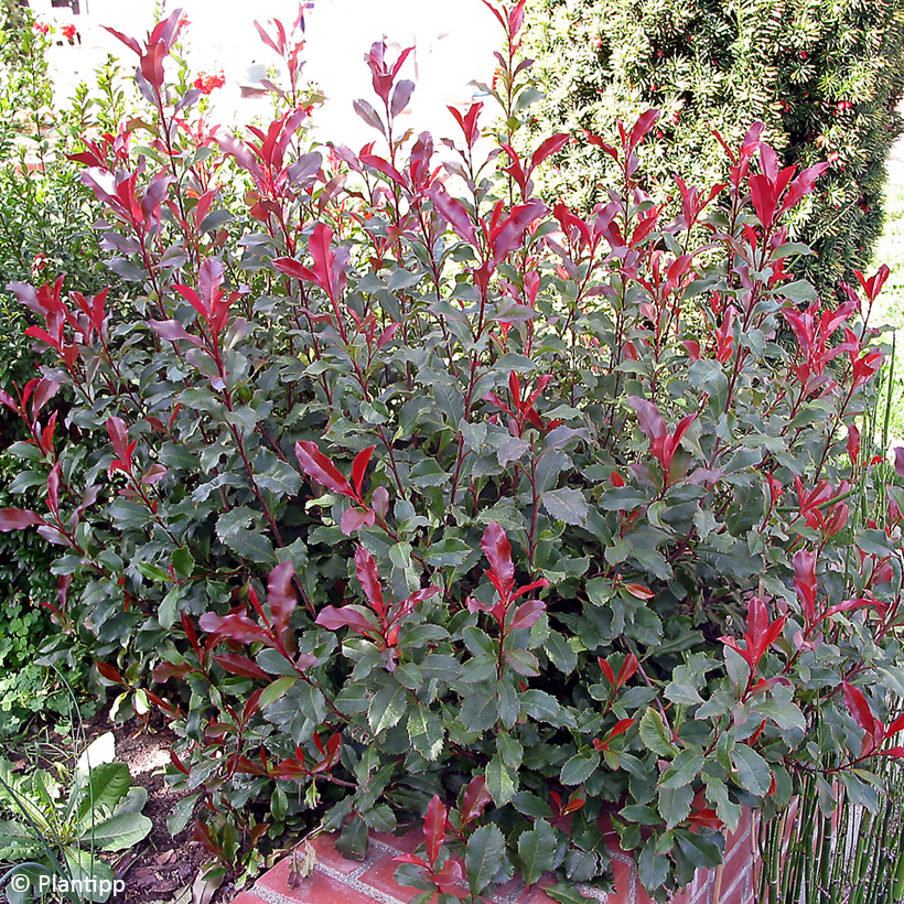 daniel le plant Ficus benjamina Danielle - Weeping Fig Plant - Branched | Hortology main image 0