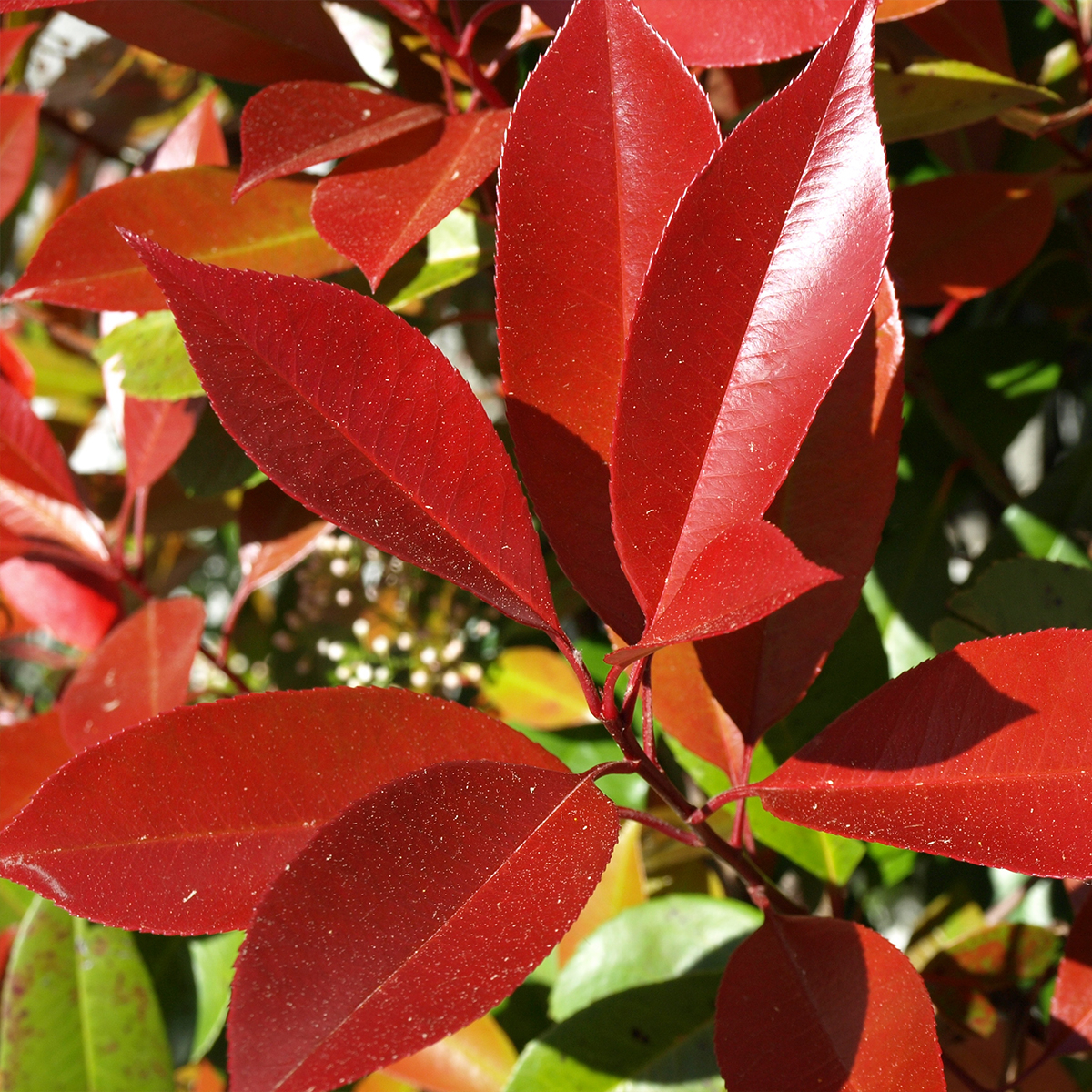 Photinia fraseri Dynamo Red - Christmas Berry