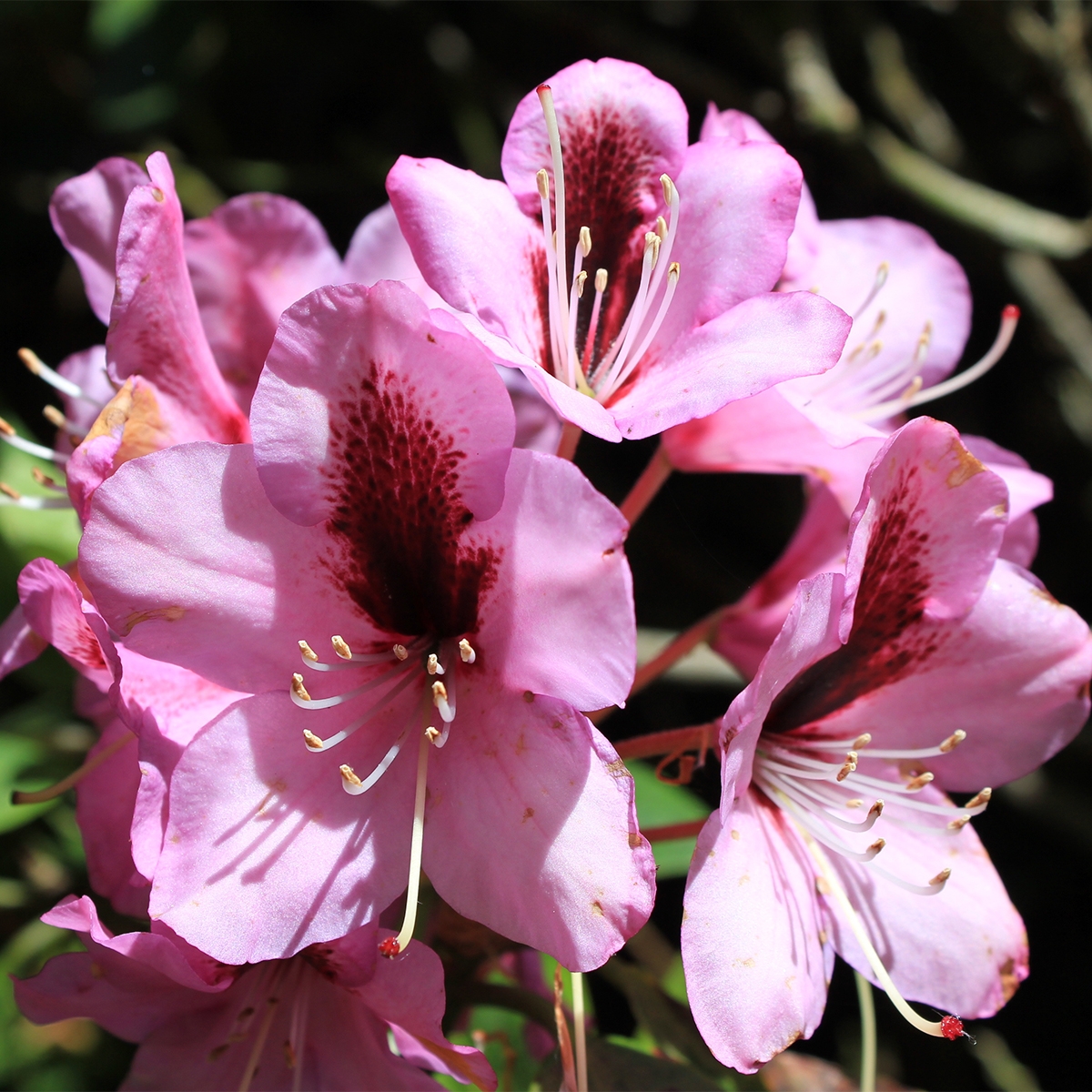 Rhododendron ponticum Kokardia