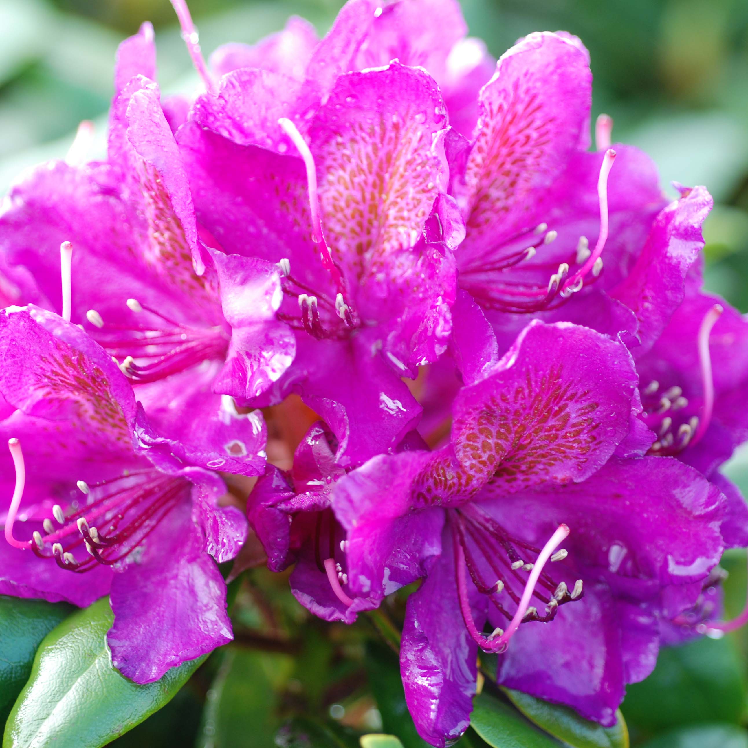 rhododendron italien Rhododendron Marie Forte | 80-100 cm im Topf