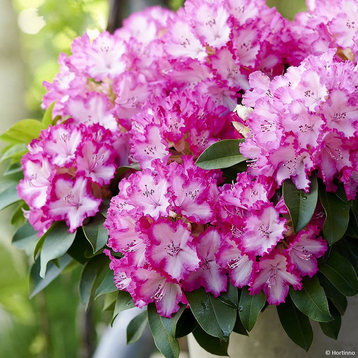 Rhododendron XXL