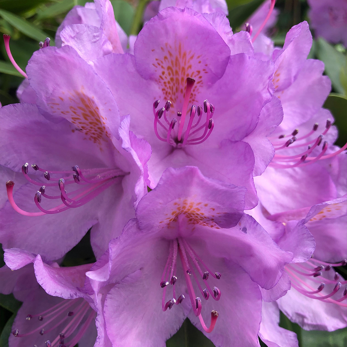 rhododendron delta Southgate Brandi Rhododendron