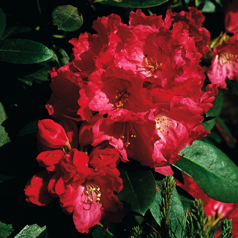 baden baden rhododendron Rhododendron 'Baden-Baden'