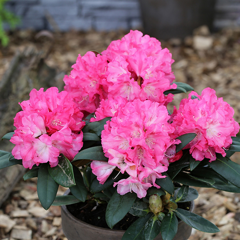 rhododendron fantastica info Rhododendron 'Fantastica' main image 1