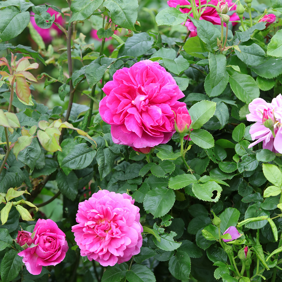 Rosa 'princess Anne'