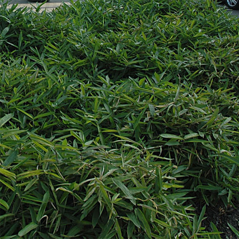 calathea cuttings Wholesale