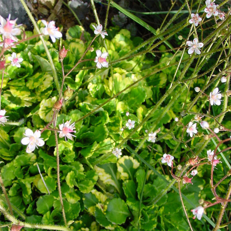 wildtomaten saatgut BIO-Saatgut Wildtomate main image 0