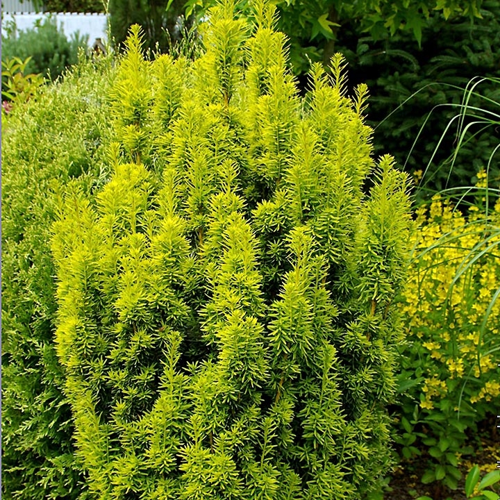 olea europaea zimmerpflanze Mini Olivenbusch "Olaf"