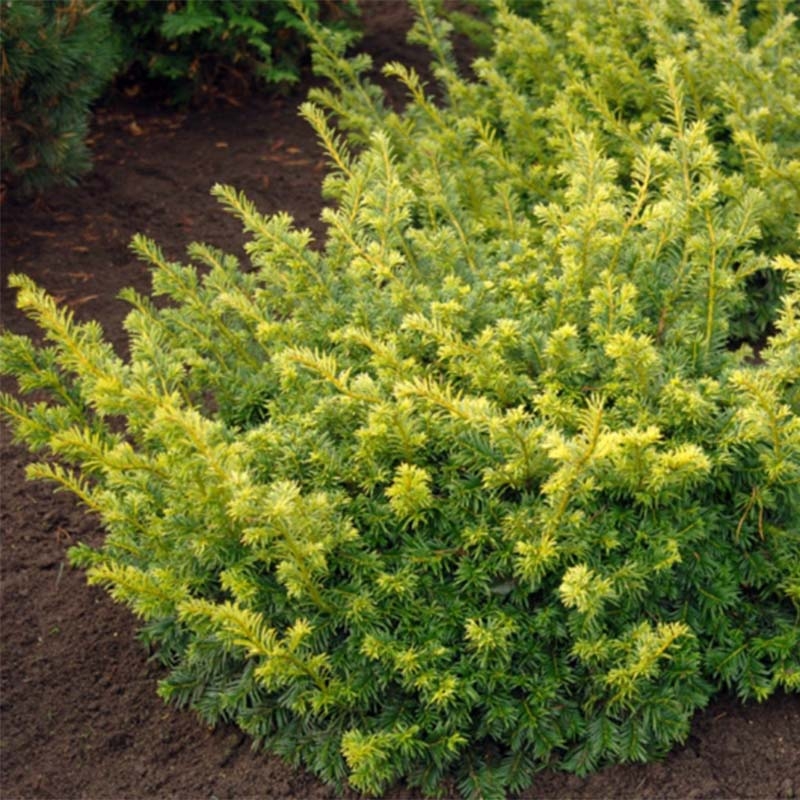 thuja brabant standort Thuja occidentalis 'Brabant' auf Stamm main image 1