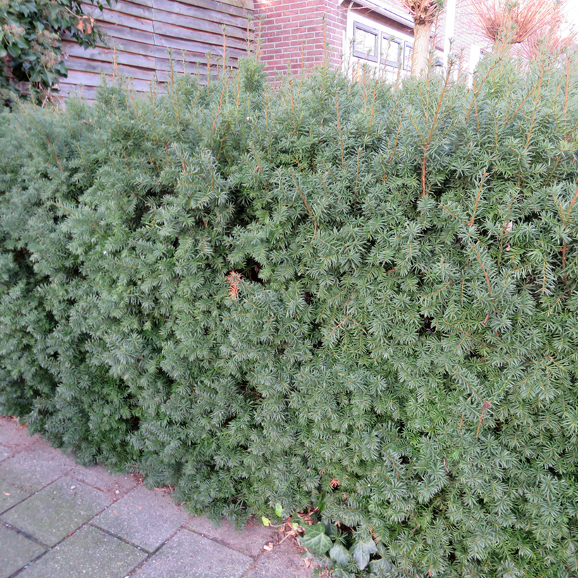 thuja brabant wachstum Abendländischer Lebensbaum Thuja occidentalis Brabant 175-200 cm Höhe