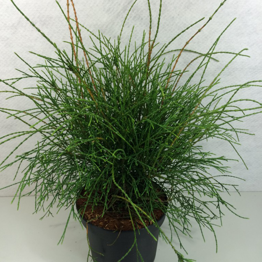 stachelige zimmerpflanze Acaena microphylla 'Kupferteppich' - Stachelige Nuss - ↕10-25cm main image 1