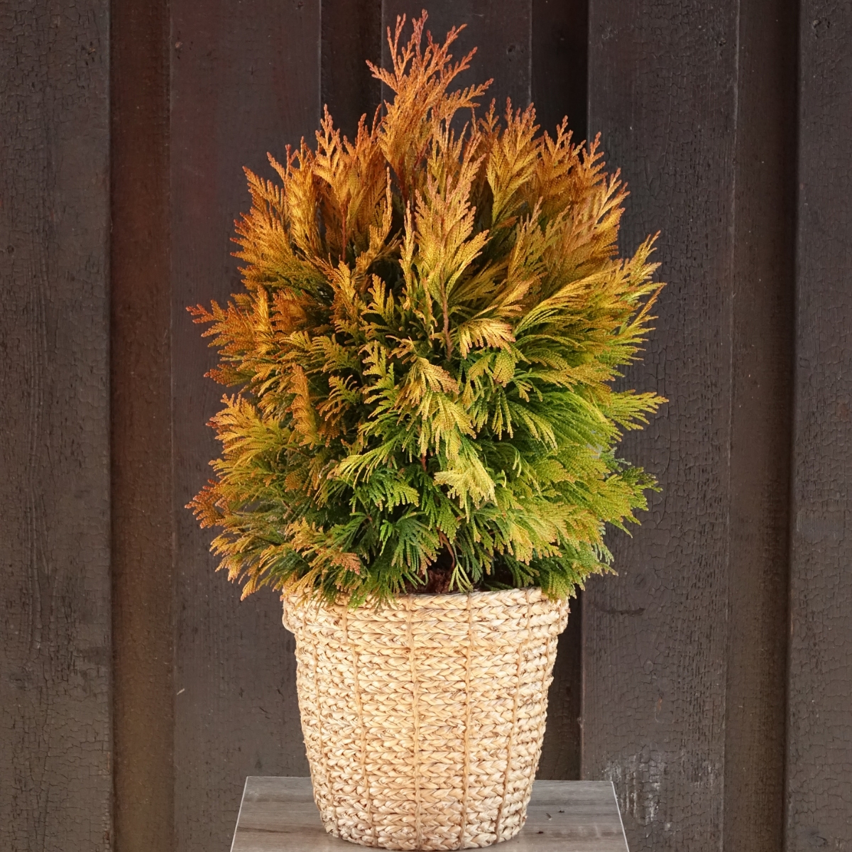 thuja smaragd 140-160 globus Lebensbaum Thuja occidentalis Smaragd 140-160 cm Höhe Ballenware main image 0