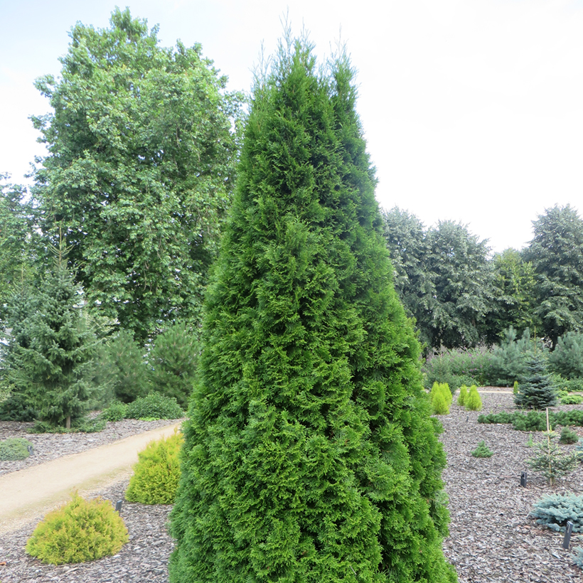 thuja brabant kaufen 200 cm Thuja occidentalis 'Smaragd' Konifere (Lebensbaum) | 180-200 cm mit  Wurzelballen