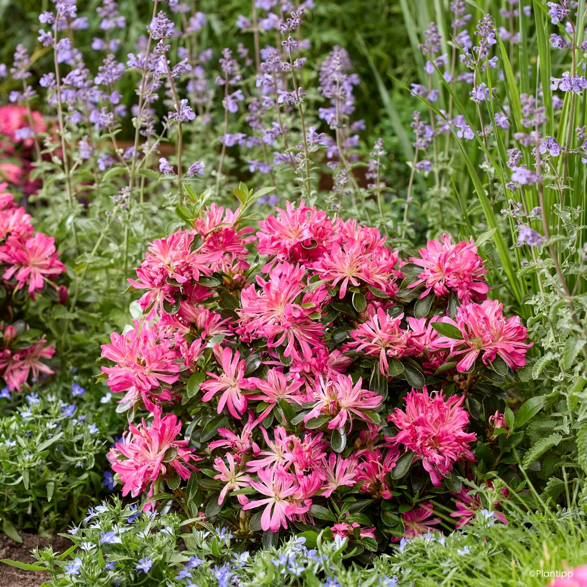 Rhododendron molle subsp. japonicum Pink Star - Japanese azalea