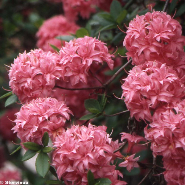 little giant thuja 1 Gal. Little Giant Arborvitae Shrub – Online Orchards main image 1