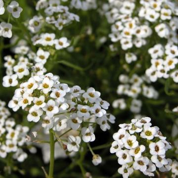 Alysse odorant - Lobularia Snow Princess