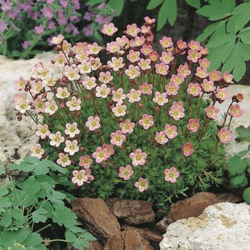 Saxifraga arendsii Compactum