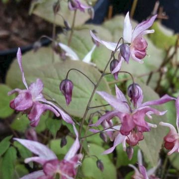 Epimedium Asiatic hybrid - Barrenwort