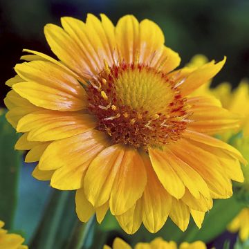 Seeds of perennial Gaillardia Arizona Apricot