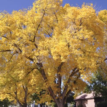 Ginkgo biloba Autumn Gold